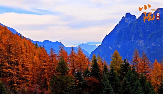 【小陇画报·439期】舟曲：绚丽赛尔布 斑斓满眼秋