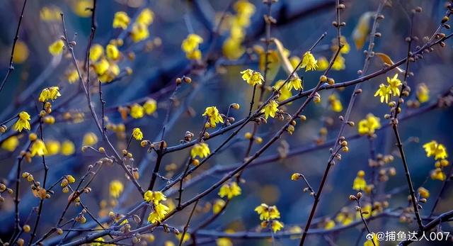 济南第一波蜡梅开了！这些赏梅地，赶紧冲！