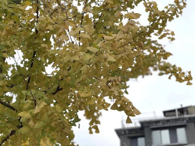 【美丽四川】寒冬将至 银杏初黄