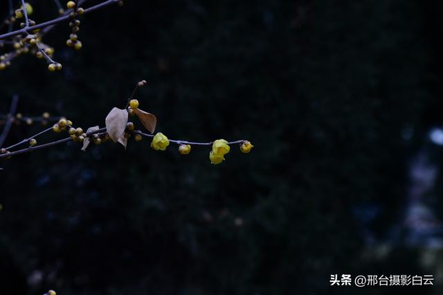 达活泉公园腊梅（美图）