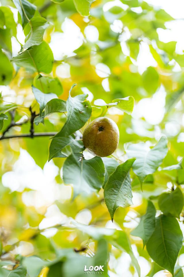 北京最新秋日打卡地 · 再看要等明年