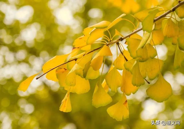 悦·遵义丨是心动呀！遵义，你这么好看！