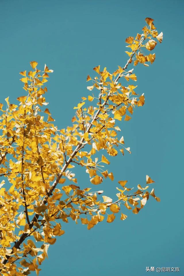 美爆！美爆！超全攻略！超出片！🤳昆明银杏黄金倒计时，抓紧时间冲~