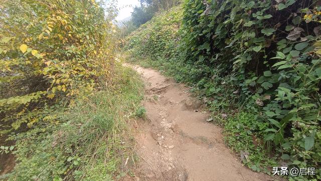 赏网红银杏树，登秦岭月亮沟