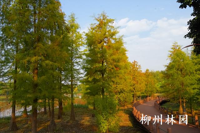 柳州园博园360株杉树点染冬季渐变色