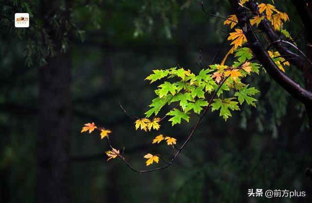 古城与秋叶的交响