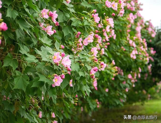 成都芙蓉花最新攻略，公交车直达，一处比一处惊艳，4处都免费！