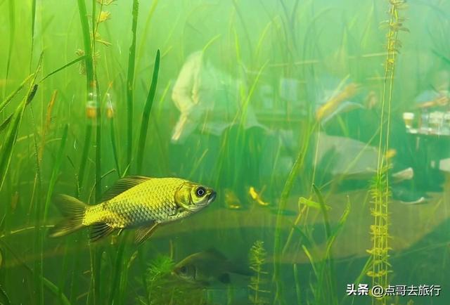 成都最魔幻景观，在水下、在洞穴，一个比一个惊艳，不要门票！