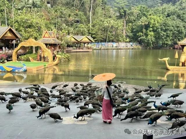 华媒走进西双版纳原始森林公园:看孔雀飞舞 访爱伲山寨 探原始森林