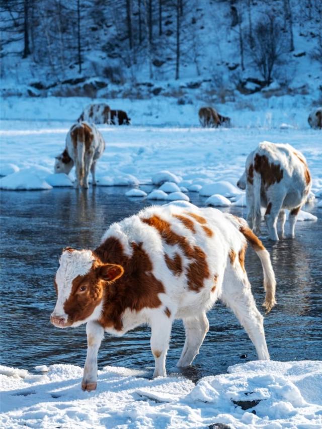 广州人，刚从呼伦贝尔回来，实在忍不住想说：对呼伦贝尔六点印象