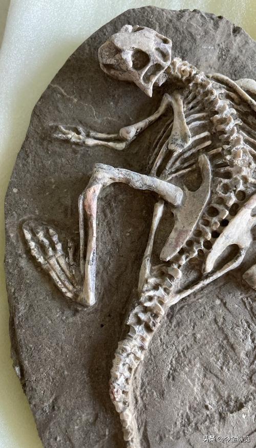恐龙为何仰天长啸？解密亿年谜团，30只蜥蜴尸体揭开死亡姿态真相