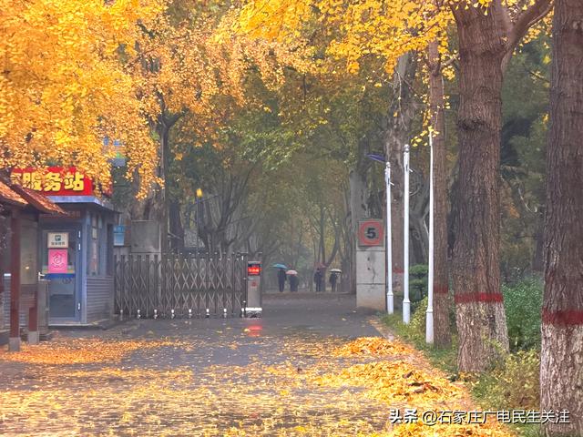 石家庄市裕西公园赏叶美景上线邀您打卡