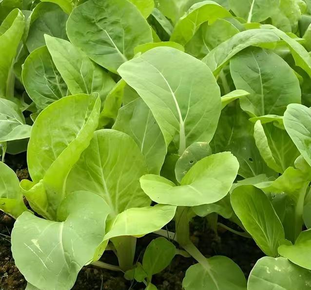 零下6度冻不死，这六种菜现在种正当时