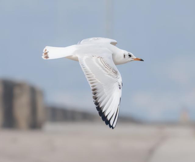 不用去云南了！在重庆就能“鸥”遇🤩