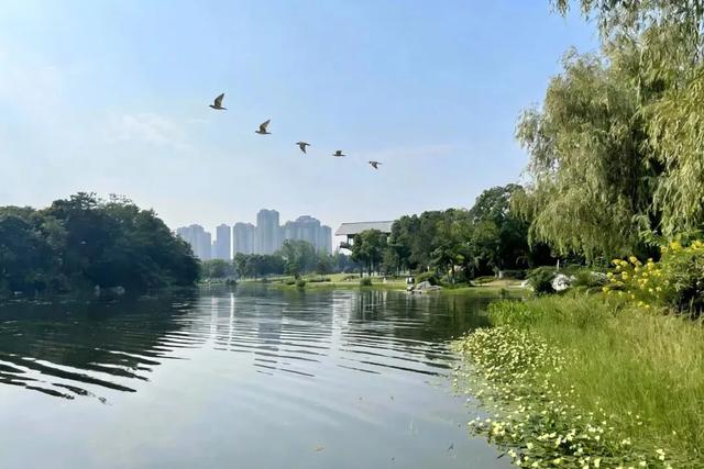 这个元旦假期来成都熊猫国际旅游度假区就对了~ | 成华融媒