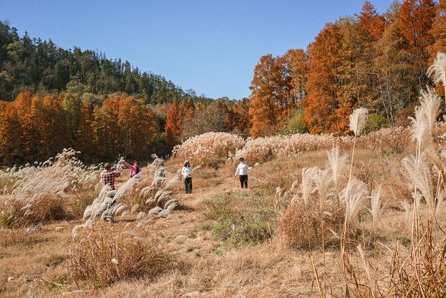 安徽黄山：茶儿垅水杉林进入最佳观赏期