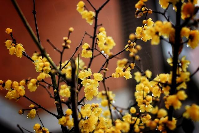 《今冬重庆蜡梅抢先登场，本月开启芬芳赏花佳期！》