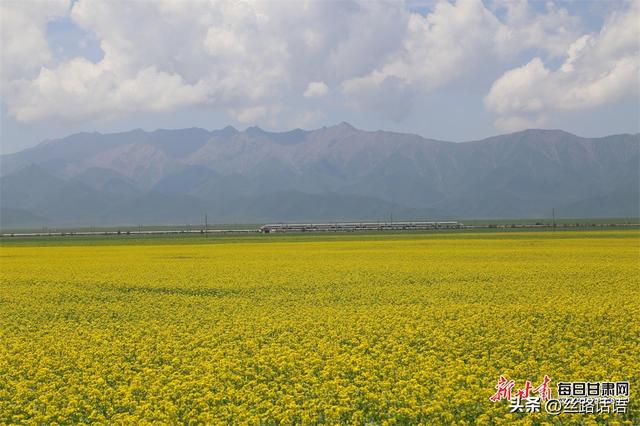【镜观陇原】祁连山下铺金色 山丹马场处处景