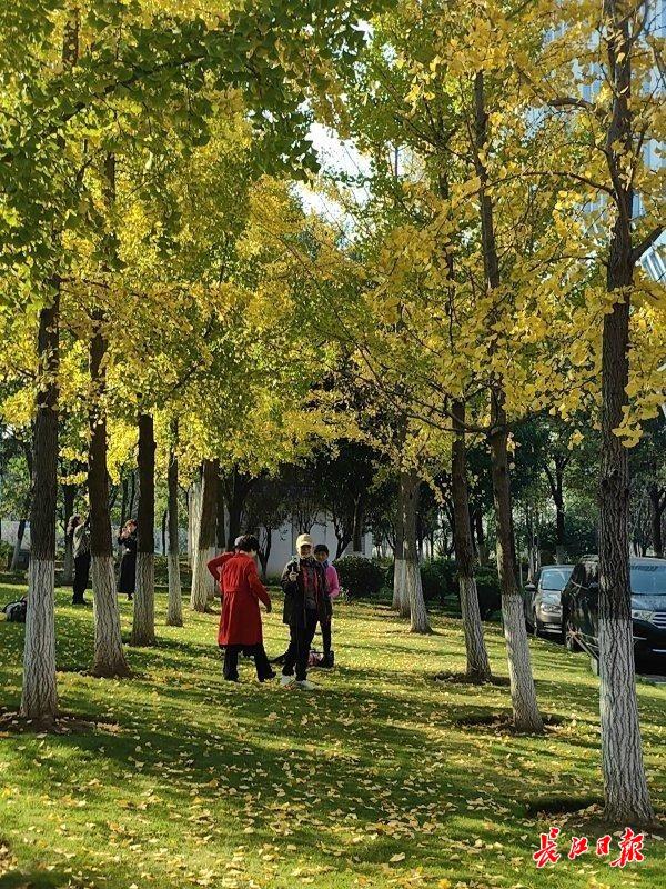 武汉街头4万株银杏披上“黄金甲”，这些地方是最佳观赏点
