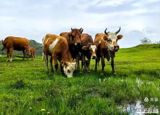 北欧旅游印象之九： 去冰岛吃蓝冰凌