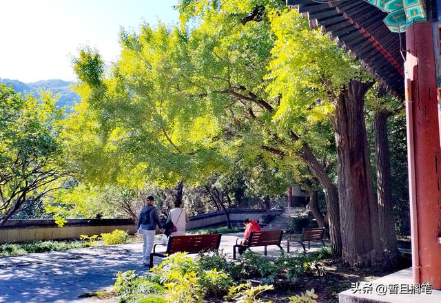 以我4次经历，带你打卡北京香山，北京的朋友请补充