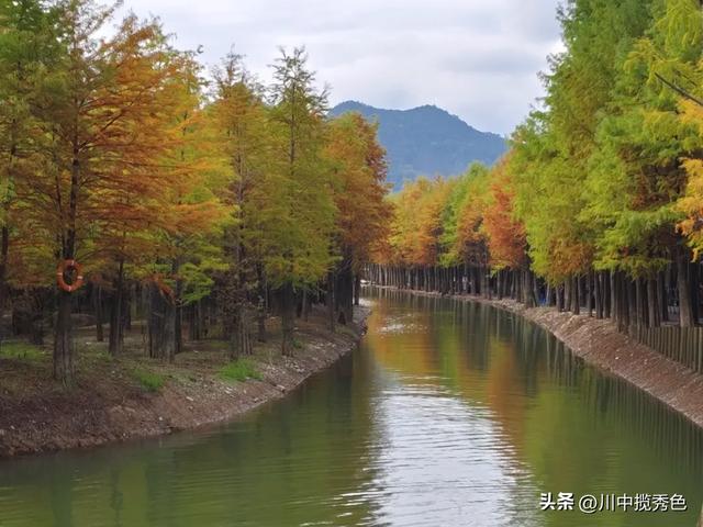 宁国红杉林：观赏指数Ⅱ级！