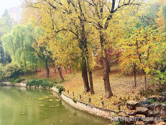 石家庄市裕西公园赏叶美景上线邀您打卡
