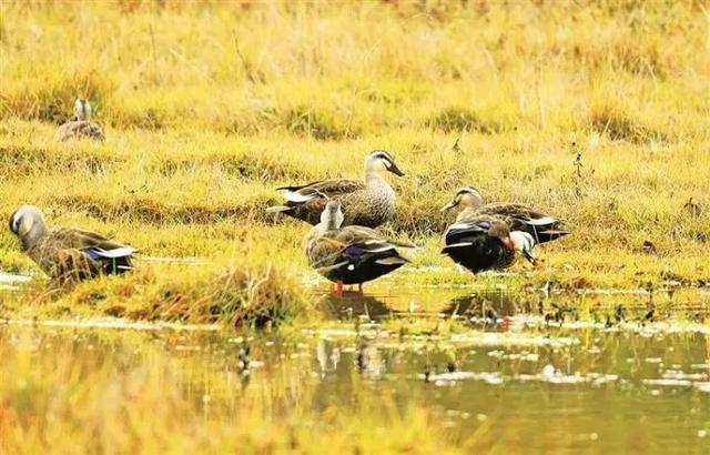 黄土高原的“江南秘境”——甘肃会宁齐靳湿地生态掠影