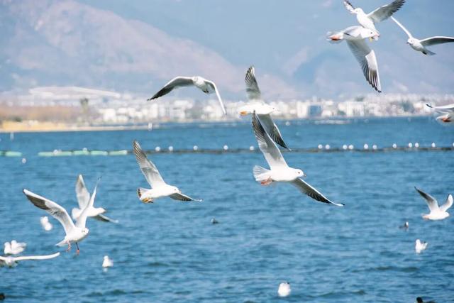 反向过冬“封神榜”！这10个城市温暖又好玩