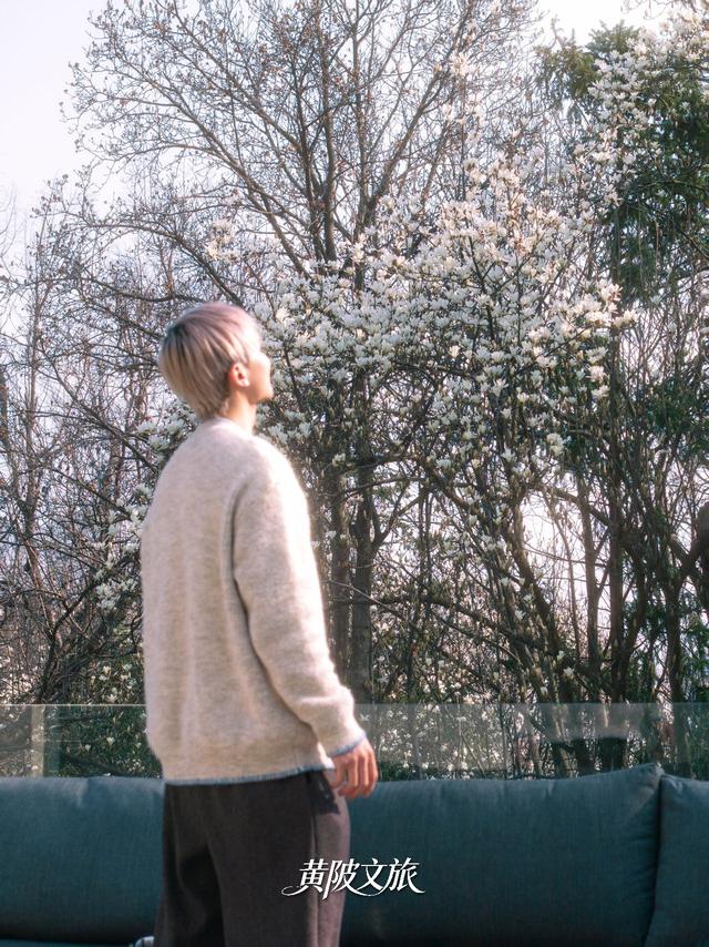 限时一周！黄陂的玉兰瀑布藏不住了