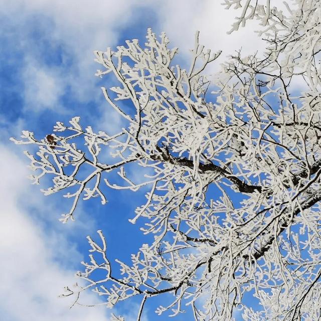 央视都来打卡！龙湾四方顶的玉树琼花，美成冰雪天花板