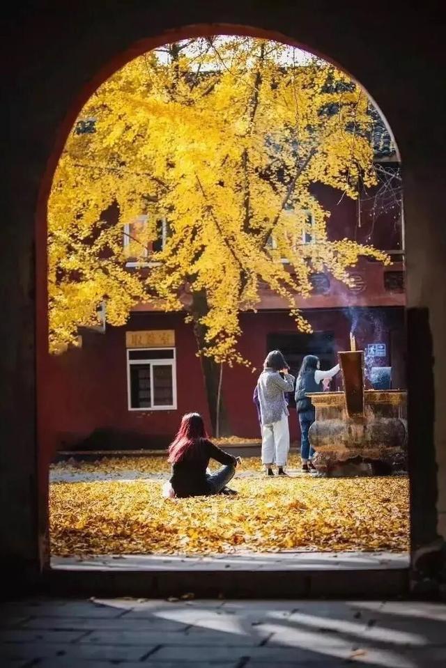 含“金”量100%！是时候来仁寿，邂逅一抹银杏黄啦~