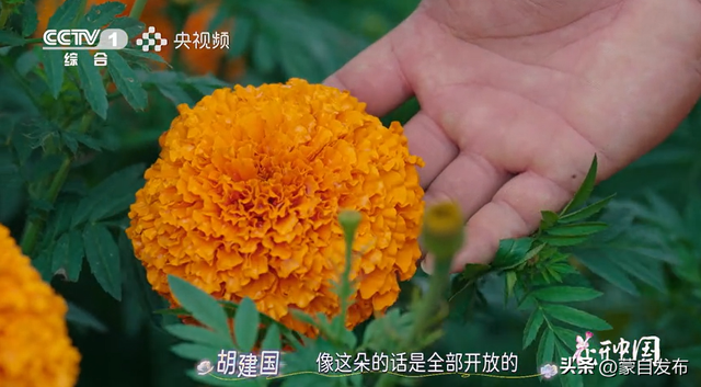 蒙自花开上央视！诚邀晒图，评论区专“宠”鲜花！