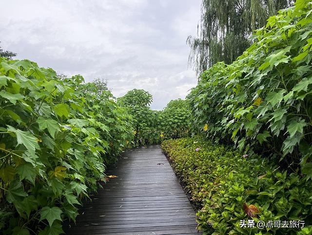 成都，最不可小看的公园，雨中超美，凉风阵阵，公共交通直达！