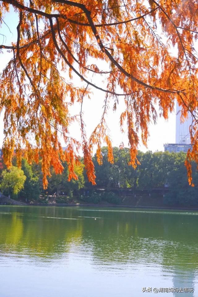 速报！这个地方银杏浓度达100%，赏芦苇、砍甘蔗，遛娃惊喜超多！