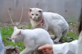 流浪的白猫公主和它的战损骑士，原来喵界也有纯爱战士图片