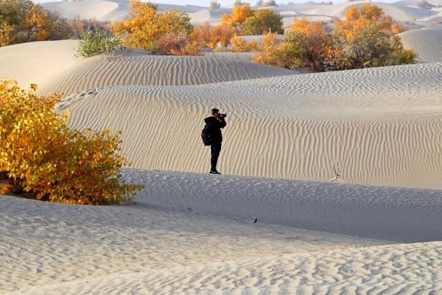 出片率100%！赴一场沙漠胡杨的金色之约