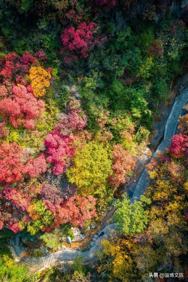 🤏捡捡捡，淄博惊现“捡秋”大神！海岱楼、周村大街…全被捡出来了→