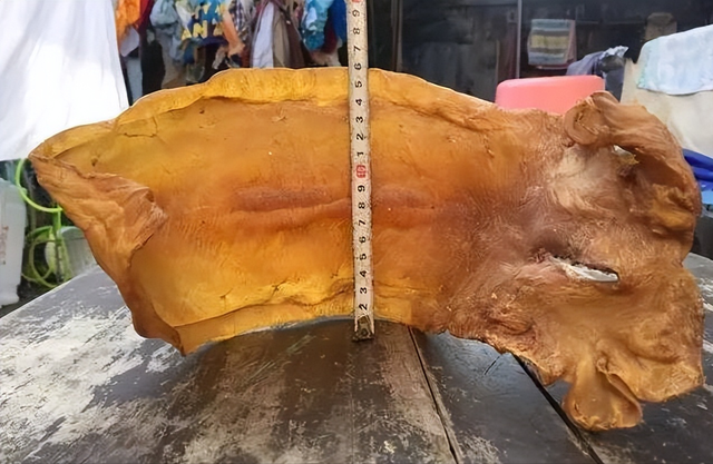 长长一条花胶 2025年一条花胶大约有多少克