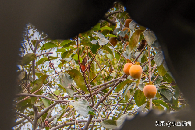 好多人在拍！苏州到底有谁在啊