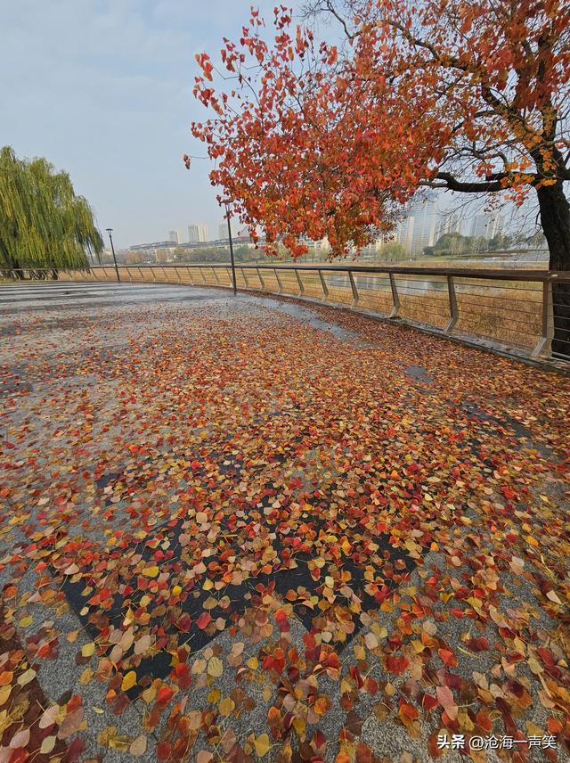 乌桕情深，一路美景一树美景一地美景，美不胜收，藏了转了赞了吧