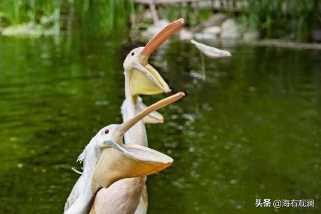 萌虎“糖糖”送福来，爪印成章迎新年