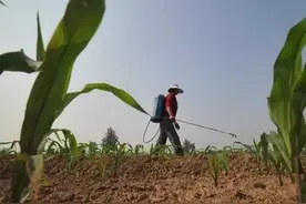 玉米苗后除草剂啥时候喷效果最好？需要注意哪些？抓紧了解图片