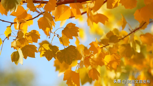 金秋，来甘肃看一次胡杨林吧！