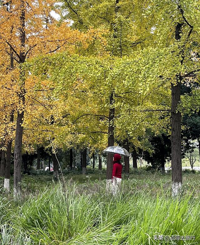 成都市区最大银杏林，金黄如海超壮观，不要门票，地铁公交直达！