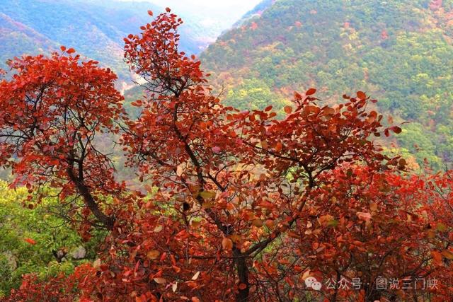 甘山红叶，秋之华章