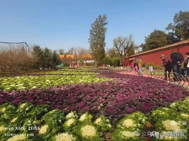 北京景山公园羽衣，冬园锦色｜申艳娟