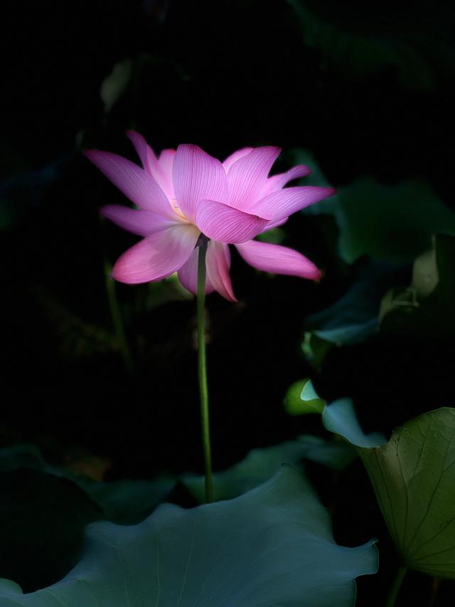 夏日西湖，8月9日。