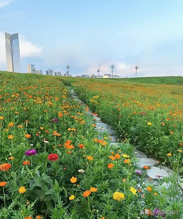 成都最近的格桑花海，6万多平米，山坡被美爆，地铁直达！