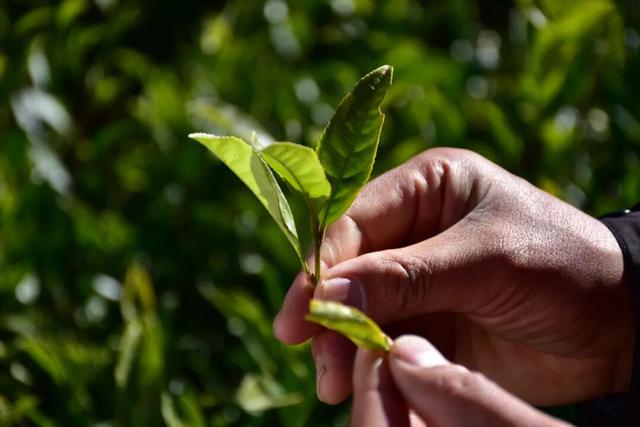 比格林童话更美！墨脱这个村坐拥雪山茶园秘境